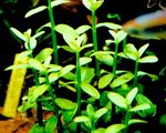 Bacopa Madagascariensis Nuotrauka ir charakteristikos