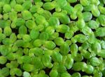 საერთო Duckweed, ნაკლებად Duckweed