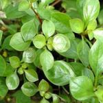 Акваріумні рослини Людвигия Повзуча  (Ludwigia repens) Фото; Зелений