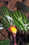 Akvarium Planter Cryptocoryne Cordata   Bilde; grønn