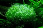 mossor Crystalwort  Fil