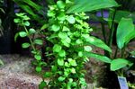 Bacopa Dvergur, Moneywort