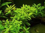 Hygrophila Dwarf