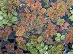 Vila Mahovina Azolla