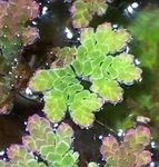 Akváriových Rastlín Víla Mach Azolla paprade (Azolla caroliniana) fotografie; zelená