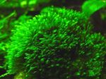 Las plantas de acuario Fissidens Splachnobryoides musgos  Foto; Verde