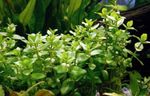 Giant Bacopa