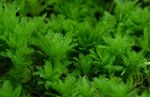 Aquariumplanten Hert Tong Tijm Mos mossen (Plagiomnium undulatum) foto; Groen