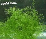 Java moss Photo and characteristics