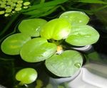 Akvarij Biljke Limnobium Stoloniferum  (Limnobium stoloniferum, Salvinia laevigata) Foto; zelena