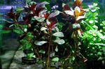 Akvarieväxter Ludwigia Palustris   Fil; Röd