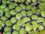 Süßwasser Pflanzen Salvinia Auriculata  Foto