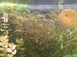 Aquarium Plants Slender Naiad  (Najas guadelupensis, Najas Flexilis) Photo; Red