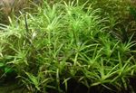 Las plantas de acuario Pasto Estrella  (Heteranthera zosterifolia) Foto; Verde