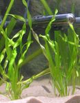 Straight Vallisneria