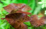 Plantas de Aquário Tiger Lotus  (Nymphaea lotus) foto; Marrom