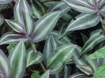 Akvarium Planter Tradescantia   Bilde; grønn