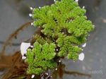 Aquarium Phlandaí Raithneach Uisce  (Azolla filiculoides) Photo; glas