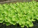 Water Lettuce