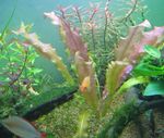 -Golvende Randen Swordplant, Ruches Aponogeton  (Aponogeton crispus) foto; Rood