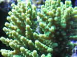 Acropora Foto i karakteristike