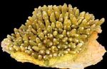 Acropora სურათი და მახასიათებლები