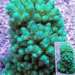 Akvarij  Acropora  fotografija; svetlo modra