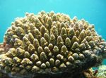 Acuario  Acropora  Foto; marrón