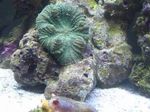 水族馆 蘑菇 Actinodiscus  照; 绿