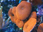 Aquarium champignon Actinodiscus  Photo; rouge