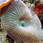 Aquarium pilz Actinodiscus  Foto; gestreift