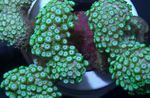 Aquarium  Alveopora Coral  Photo; green