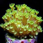 Aquarium  Alveopora Coral  Photo; yellow