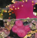 Aquarium champignon Corallimorph Balle (Orange Anémone De Balle) (Pseudocorynactis caribbeorum) Photo; rose