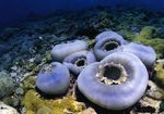 Grande Oreille D'éléphant (Oreille D'éléphant Champignons) Photo et les caractéristiques