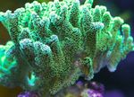 Birdsnest Coral სურათი და მახასიათებლები