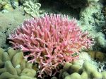 Birdsnest Coral სურათი და მახასიათებლები