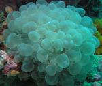 Bubble Coral Photo and characteristics