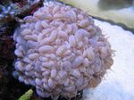 Bubble Coral Photo and characteristics