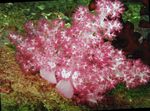 Carnation Tree Coral Photo and characteristics