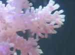 Carnation Tree Coral фотографија и карактеристике