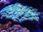 Аквариум  Pocillopora  Фото; көктегі