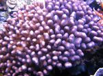 Аквариум  Карфиол Корали (Pocillopora) снимка; лилаво