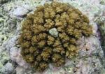 Аквариум  Pocillopora  Фото; қоңыр