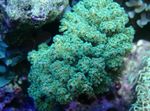 Аквариум  Pocillopora  Фото; көктеу