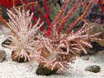 Aquarium  Christmas Tree Coral (Medusa Coral) (Studeriotes) Photo; brown