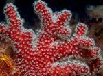 Aquarium  Colt Champignons (Doigts De La Mer) (Alcyonium) Photo; rouge