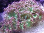 Elegance Coral, Wonder Coral Photo and characteristics