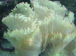 Elegance Coral, Wonder Coral фотографија и карактеристике