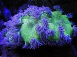 Elegance Coral, Wonder Coral Photo and characteristics